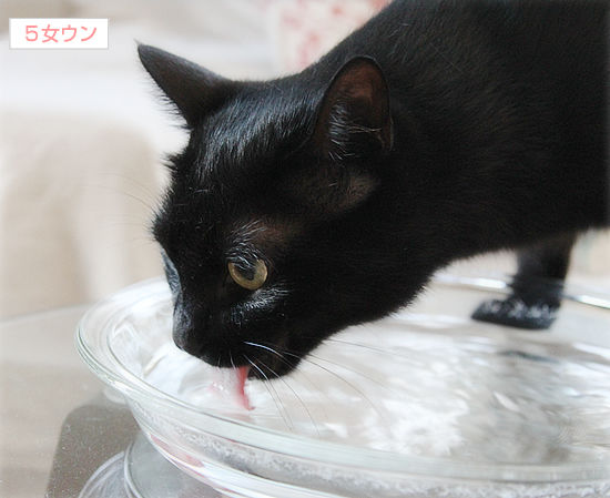 中秋の名月と猫満月_a0389088_17370413.jpg