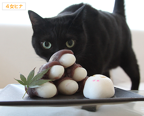 中秋の名月と猫満月_a0389088_17370467.jpg