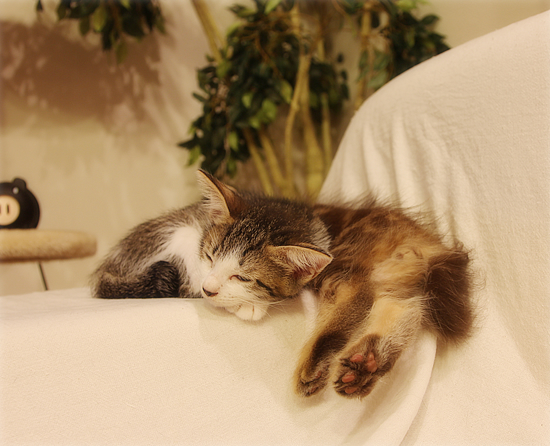 さみしくないね_a0389088_17370530.jpg