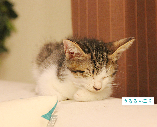 おやすみの大切さ_a0389088_17370791.jpg