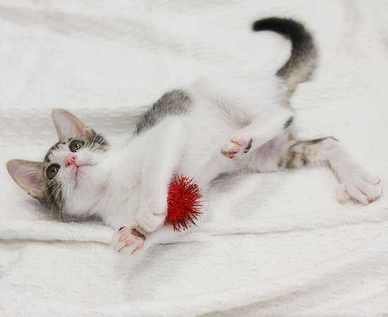 残された4匹子猫・家族募集中!_a0389088_17371441.jpg