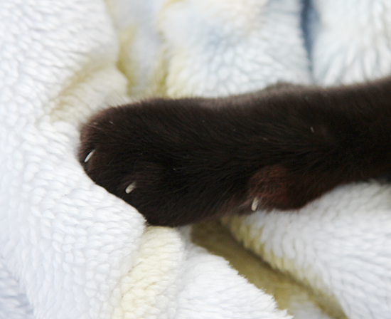 寒い日のふわふわ猫_a0389088_17371509.jpg