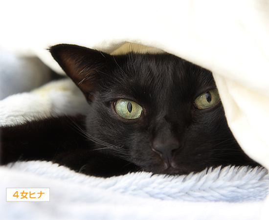 寒い日のふわふわ猫_a0389088_17371596.jpg