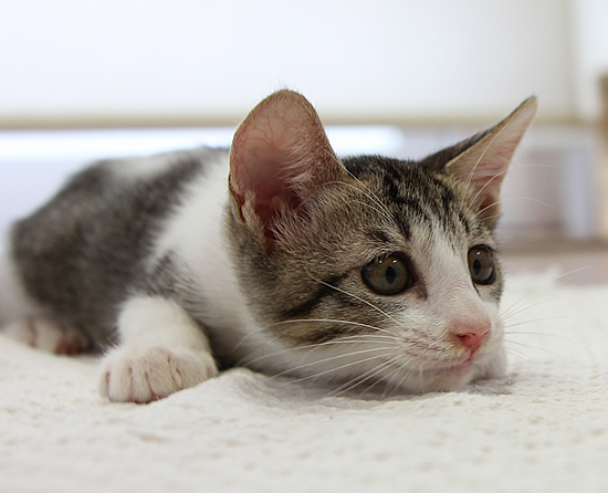 ふたごの子猫_a0389088_17371644.jpg