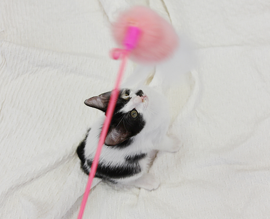 ふたごの子猫_a0389088_17371681.jpg