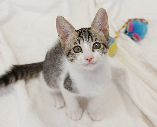 ふたごの子猫_a0389088_17371696.jpg