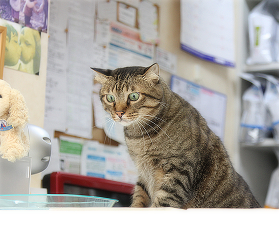 ふたごの子猫_a0389088_17371713.jpg