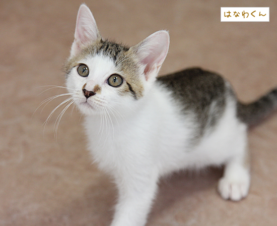 ハンサム子猫「はなわくん」_a0389088_17371887.jpg