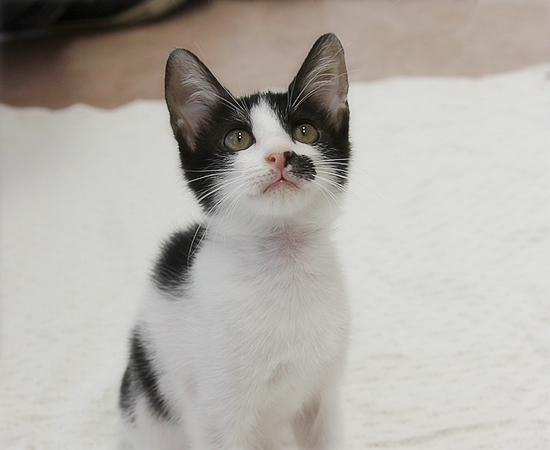 子猫の萌えポイント_a0389088_17371909.jpg