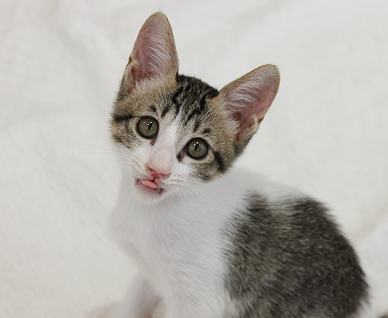 子猫の萌えポイント_a0389088_17371910.jpg