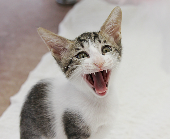 子猫の萌えポイント_a0389088_17372026.jpg