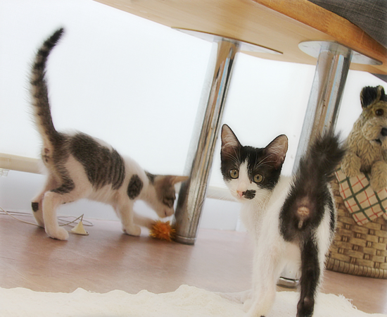 子猫の萌えポイント_a0389088_17372048.jpg