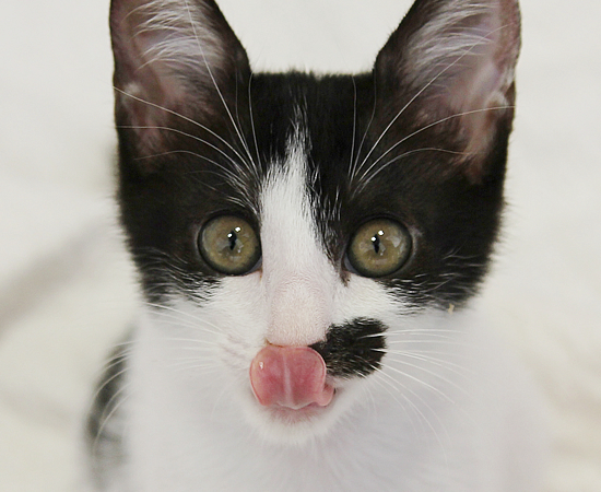 子猫14匹・全員家族決定!!_a0389088_17373100.jpg