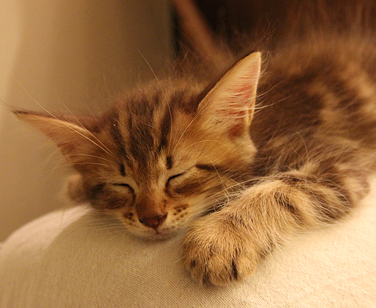 子猫14匹・全員家族決定!!_a0389088_17373114.jpg