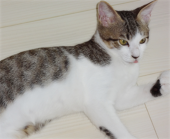 多頭飼い崩壊子猫たちの、うれしいおしらせ_a0389088_17374891.jpg