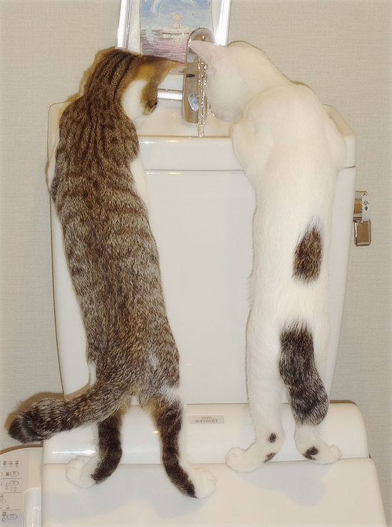 多頭飼い崩壊子猫たちの、うれしいおしらせ_a0389088_17374923.jpg