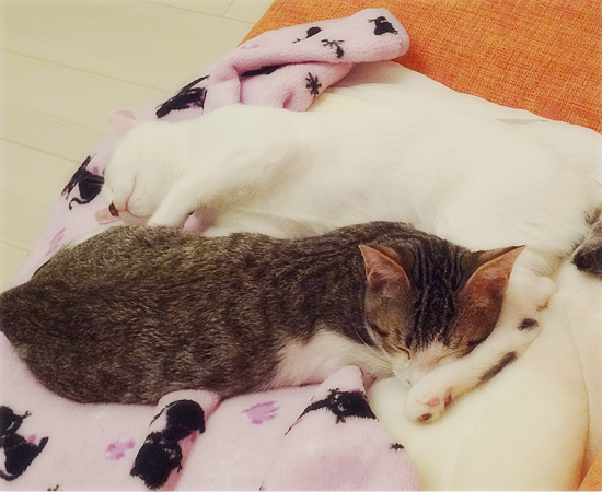 多頭飼い崩壊子猫たちの、うれしいおしらせ_a0389088_17374929.jpg