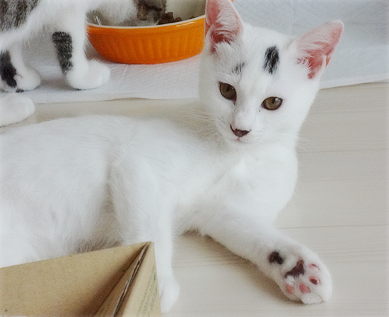 多頭飼い崩壊子猫たちの、うれしいおしらせ_a0389088_17374985.jpg