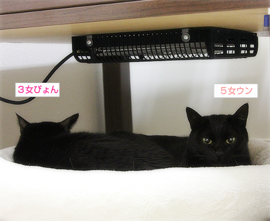 あたらしい猫だんご_a0389088_17383868.jpg