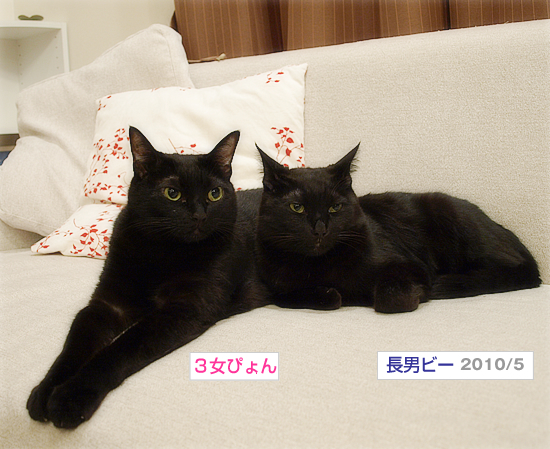 あたらしい猫だんご_a0389088_17383902.jpg