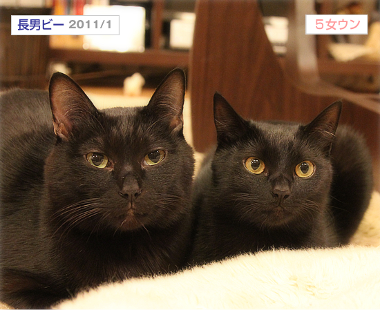 あたらしい猫だんご_a0389088_17383929.jpg
