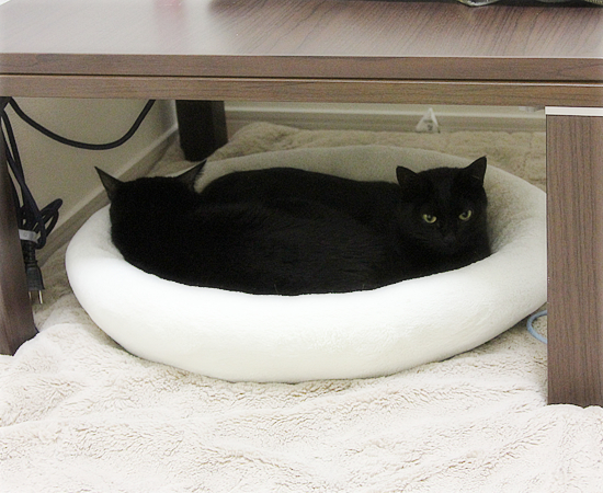 あたらしい猫だんご_a0389088_17383954.jpg