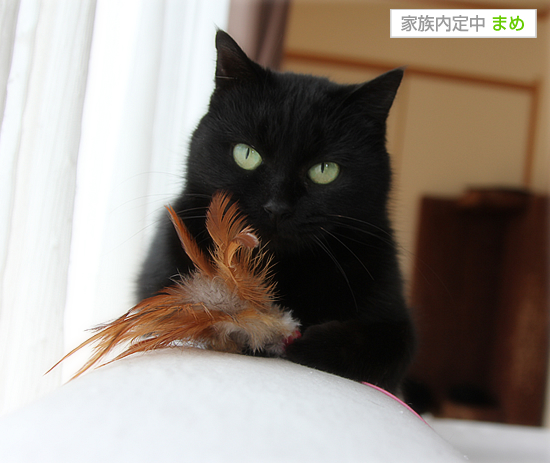 個性を出して_a0389088_17384183.jpg