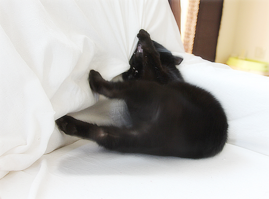 個性を出して_a0389088_17384218.jpg