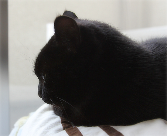 ぬいぐるみ猫「まめ」_a0389088_17384455.jpg