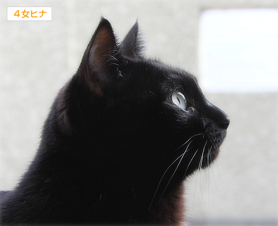ぬいぐるみ猫「まめ」_a0389088_17384467.jpg