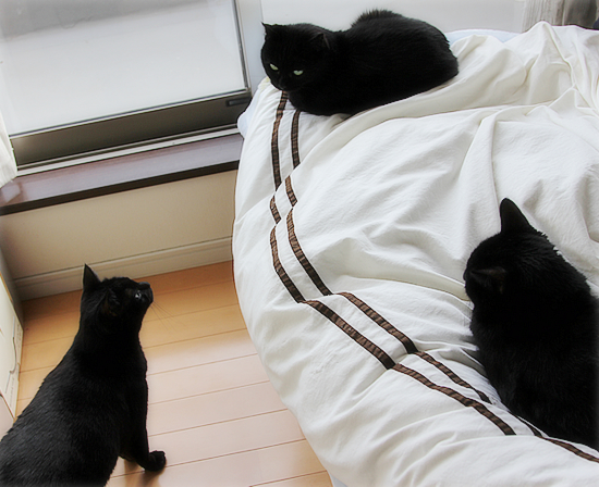 ぬいぐるみ猫「まめ」_a0389088_17384484.jpg