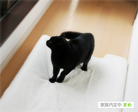 どこか抜けてる_a0389088_17384556.jpg