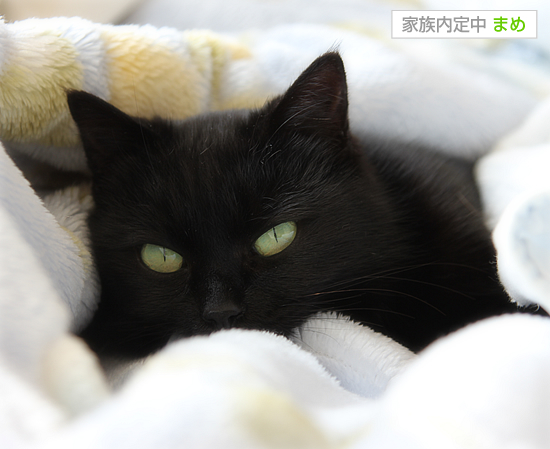 平和なお昼_a0389088_17385040.jpg