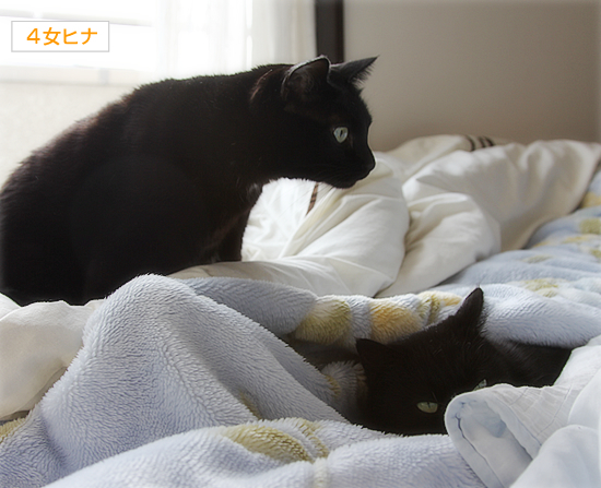 平和なお昼_a0389088_17385124.jpg