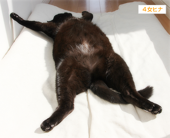顔をうずめていいですか?_a0389088_17393768.jpg