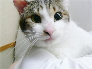 顔をうずめていいですか?_a0389088_17393872.jpg