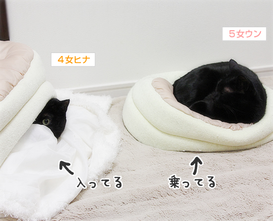 猫ひっくりがえる_a0389088_17393923.jpg