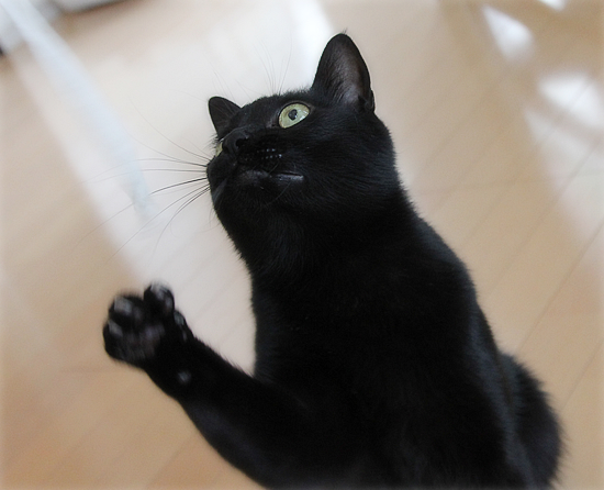 キュートな野生_a0389088_17394117.jpg