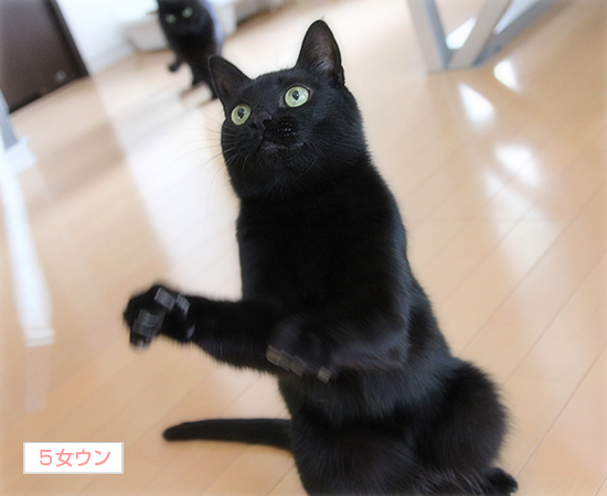 キュートな野生_a0389088_17394130.jpg