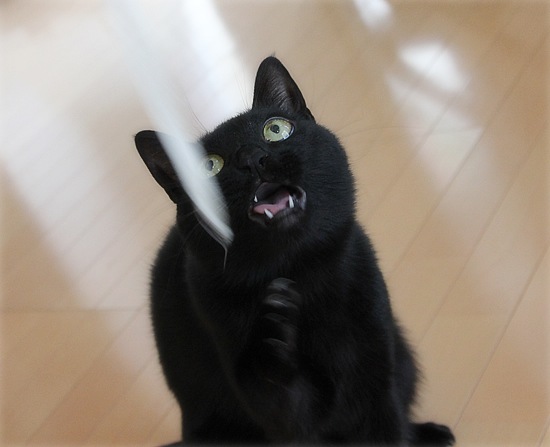 キュートな野生_a0389088_17394154.jpg
