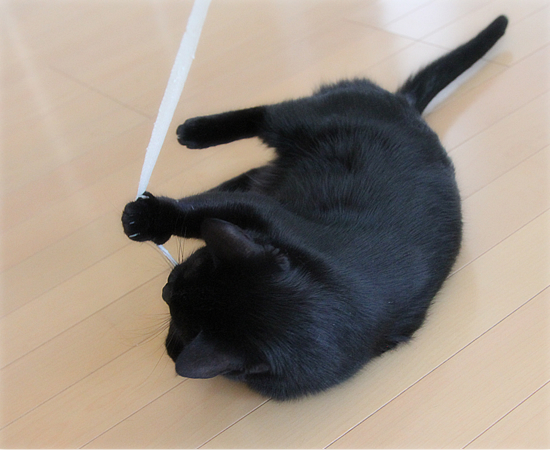 キュートな野生_a0389088_17394180.jpg