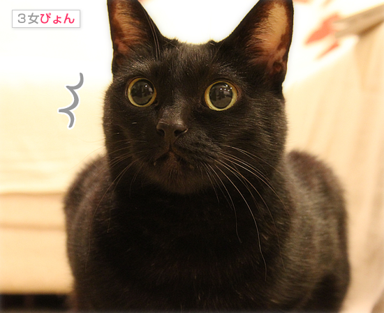 緊迫したムードと柔らかなお肉_a0389088_17394277.jpg