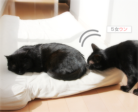 におい嗅ぎ魔_a0389088_17394495.jpg