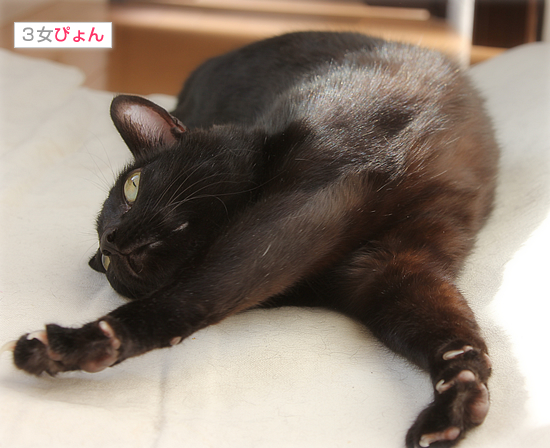 ダイエット開始!_a0389088_17394691.jpg