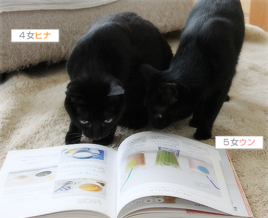 ダイエット開始!_a0389088_17394696.jpg