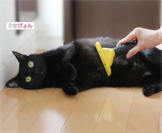 もはやマタタビ?超絶ブラシ_a0389088_17395422.jpg