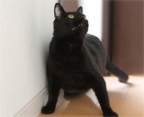 もはやマタタビ?超絶ブラシ_a0389088_17395454.jpg