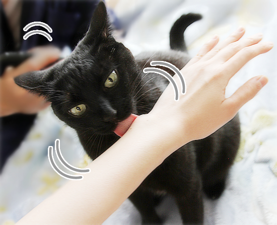 もっふり抜けました_a0389088_17395467.jpg