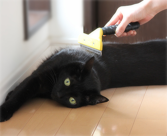 もはやマタタビ?超絶ブラシ_a0389088_17395488.jpg