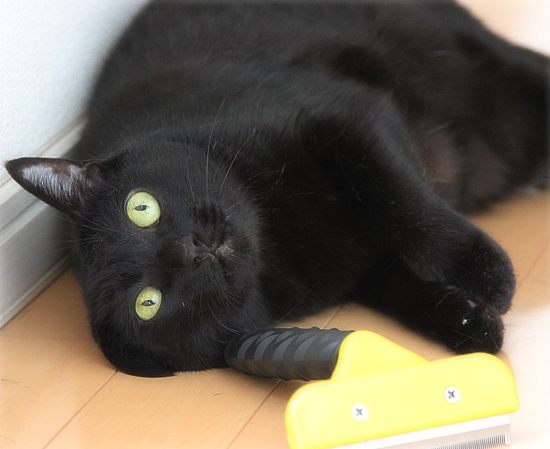 もはやマタタビ?超絶ブラシ_a0389088_17395550.jpg